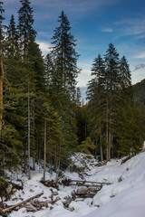 Obraz na płótnie Canvas Coniferous forest in winter time. Pirin mountains, Bulgaria.