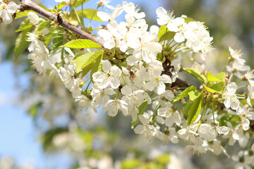 Branches of blossoming white cherries close-up. Blooming spring tree against the blue sky, natural background. Photo for a banner with a spring background of a blossoming fruit tree