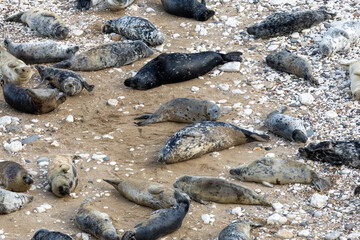 Common Seals at Flamborough Head in East Yorkshire 