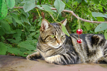 Striped cat looks at cherry berries in the summer garden