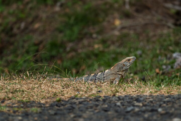 Common Green Iguana - Iguana iguana, large popular lizard from Central and Latin America woodlands, forests and fresh waters shores, Cambutal, Panama.