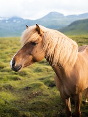 Icelandic horses grazing at the Berg Horse Farm in Iceland. High quality photo. The beautiful horses of Iceland roaming the grassy plains of the Snaefellsnes peninsula.