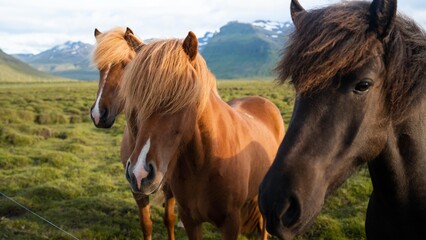 Icelandic horses grazing at the Berg Horse Farm in Iceland. High quality photo. The beautiful...