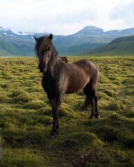 Icelandic horses grazing at the Berg Horse Farm in Iceland. High quality photo. The beautiful horses of Iceland roaming the grassy plains of the Snaefellsnes peninsula.