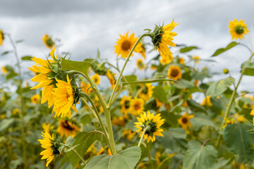 Panoramic view at the sunflower field in Tanzania near Iringa