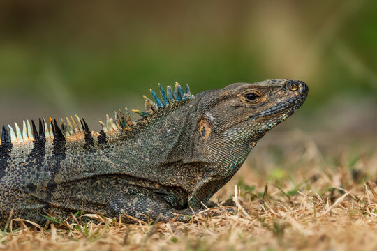 Common Green Iguana - Iguana iguana, large popular lizard from Central and Latin America woodlands, forests and fresh waters shores, Cambutal, Panama.
