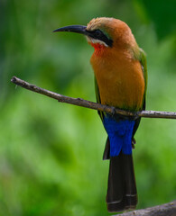 Frontal view of a White-fronted bee-eater perched on a branch while looking sideways