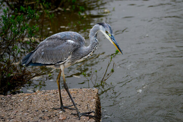 Grey heron hunting from a concrete structure 
