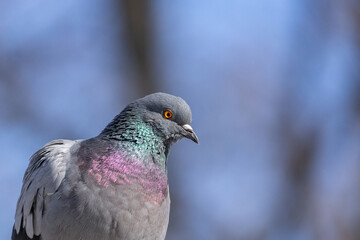 A beautiful pigeon sits on the snow in a city park in winter.