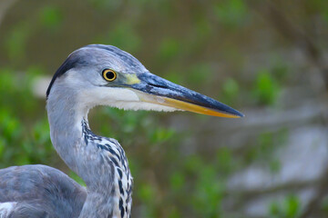 Close up portrait of the head of a grey heron