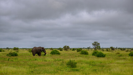 Fototapeta na wymiar Lone African elephant bull feeding alone on an open plain