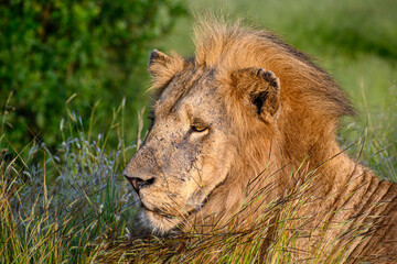 Close up headshot of a maned lion staring ahead. 
