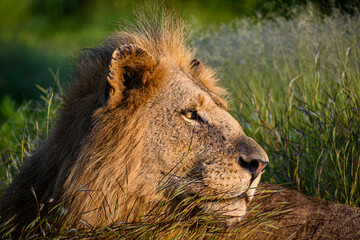 Fototapeta na wymiar close up headshot of a maned lion looking back over his shoulder