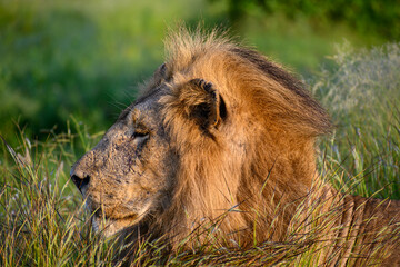 Close up side profile of a huge maned lion 