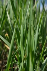 Fototapeta na wymiar Vertical background, green grass close up