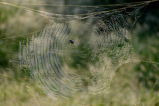 Golden orb spider in its web with smaller males in attendance