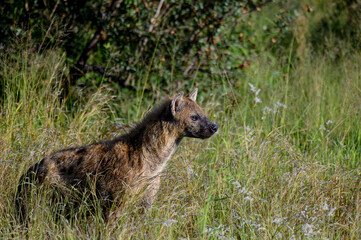 Spotted hyena in long grass approaching with caution.