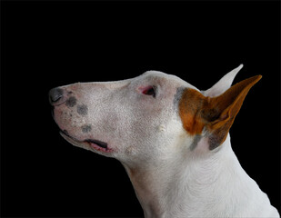 Close up profile of a white and brown bull terrier dog