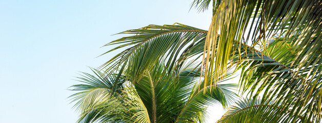 Fototapeta premium Background of Palm trees against the blue sky, Palm trees, and coconut trees, summer concept