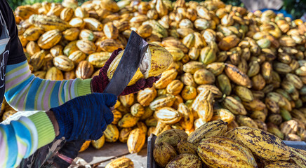 A farmer is using a knife to cut a ripe yellow cocoa pod, Harvesting ripe yellow fresh cacao fruit,...
