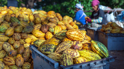 Plenty of yellow ripe cocoa pods stacked in crates with workers sorting fresh cocoa fruit.