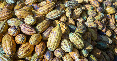 Ripe yellow cacao pods background, Top view of cocoa pods organic chocolate farm