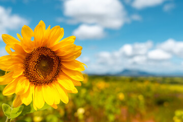 Panoramic view at the sunflower field in Tanzania near Iringa