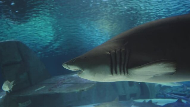 A huge Toothy Sand Shark swims next to me. A huge aquarium with a sunken plane inside.