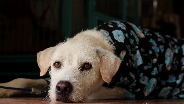 Cute pet terrier dog wearing his summer outfit of floral polo shirt while relaxing at the doorway of his home