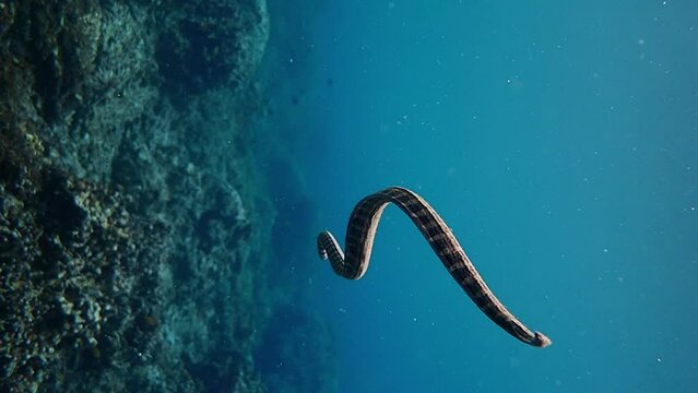 Seasnake swimming above the coral reef, slow motion.