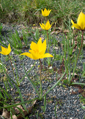 Yellow flowers of Tulipa sylvestris