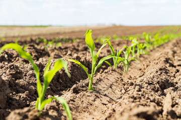 Closeup of green corn sprouts planted. Maize seedling in the agricultural field. Soft focus