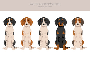 Rastreador Brasileiro clipart. All coat colors set.  All dog breeds characteristics infographic