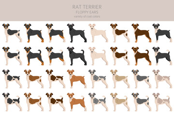 Rat terrier clipart. Different poses, coat colors set