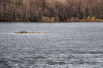 Small island in the lake. Early spring snow almost freed the land and water. Among the open water with waves, an island with yellow last year's grass is visible. On the other side of the brown forest.
