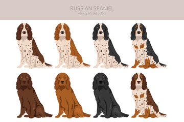 Russian Spaniel clipart. All coat colors set.  All dog breeds characteristics infographic