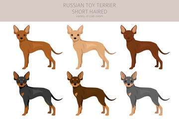 Russian toy terrier shorthaired clipart. Different poses, coat colors set