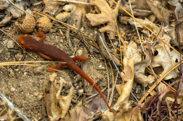 Bright Orange Sierra Newt Crawls Across Forest Floor In Yosemite