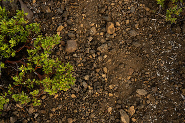 Bushes And Small Rocks Along Crater Peak Trail In Crater Lake