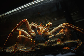 view of large crab in restaurant aquarium