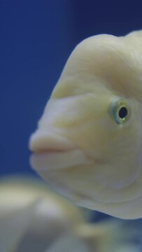 A white and yellow fish Amphilophus citrinellus looks at me in a blue aquarium. close-up. Vertical video.