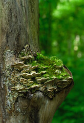 old tree trunk overgrown with moss and mushrooms close up, abstract natural green background. small flat fungi on forest tree. wild atmosphere. selective focus