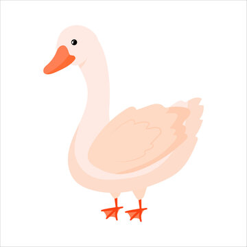 Goose. Duck. Domestic birds. Cute animal. Livestock, animal, Farming. Farm. Vector illustration isolated on white background.