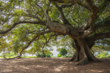 big tree in the park, outdoor activities concept, Fig tree, under the shade of green leaves,leaf,...