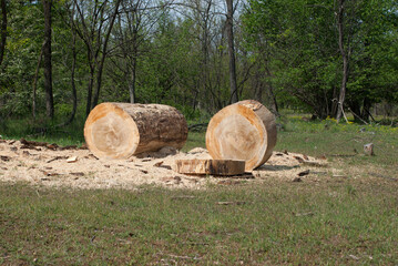 albero del bosco tagliato per lavorazioni generiche