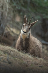 Portrait of wild alpine chamois (Rupicapra rupicapra) walking in woodland on a winter day. Italy