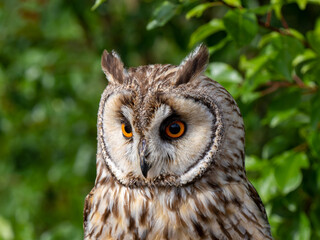Close up of a Long-eared Owl