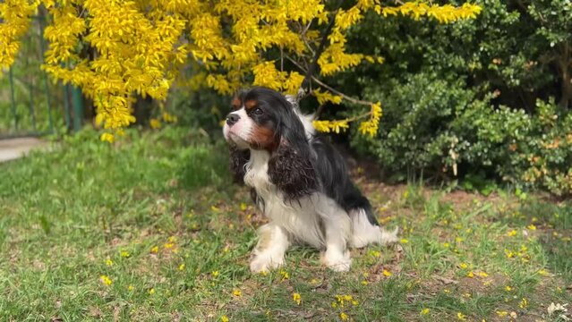 charles spaniel three color young puppy sitting in front of a yellow bush