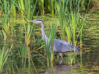 Grey Heron Standing in a Lake Fishing