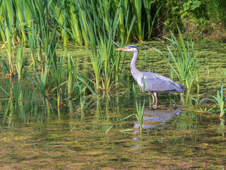 Grey Heron Standing in a Lake Fishing